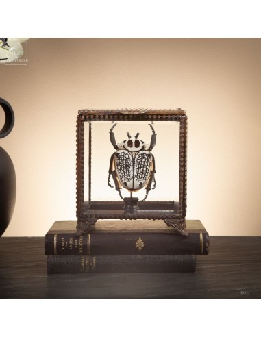 Goliathus beetle in square glass Box