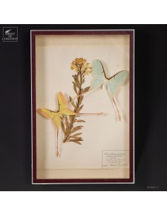 Pair of Actias dubernardi...