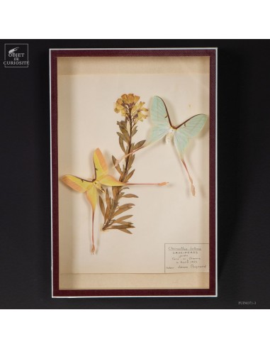 Pair of Actias dubernardi on a...