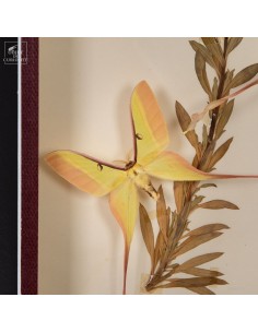 Pair of Actias dubernardi... 2