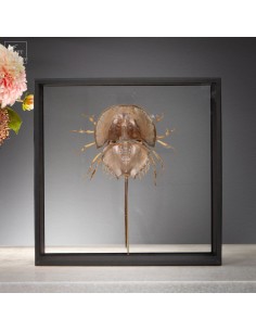 Fragmented horseshoe crab...