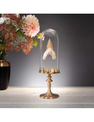 Fossil Shark Tooth, otodus Obliquus,...