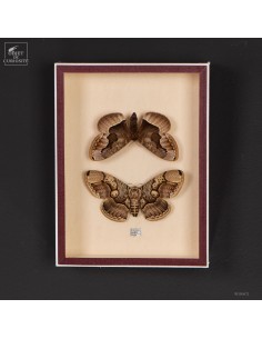 Pair of BRAHMEA HEARSEYI...