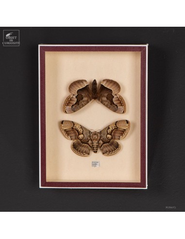 Pair of BRAHMEA HEARSEYI butterflies...