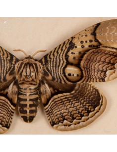 Pair of BRAHMEA HEARSEYI... 2
