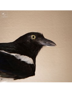 Pie bavarde  – Taxidermie 2