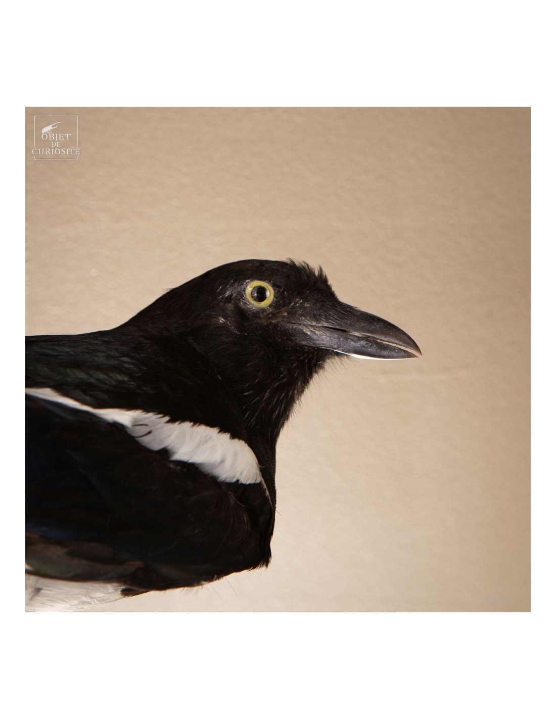 Pie bavarde  – Taxidermie Pie bavarde  – Taxidermie