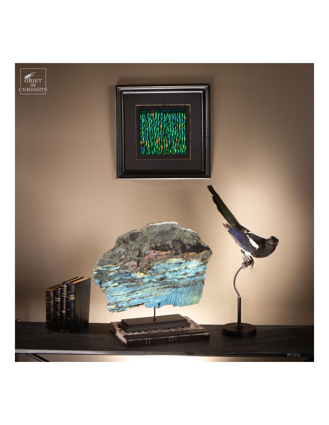 Pie bavarde  – Taxidermie Pie bavarde  – Taxidermie