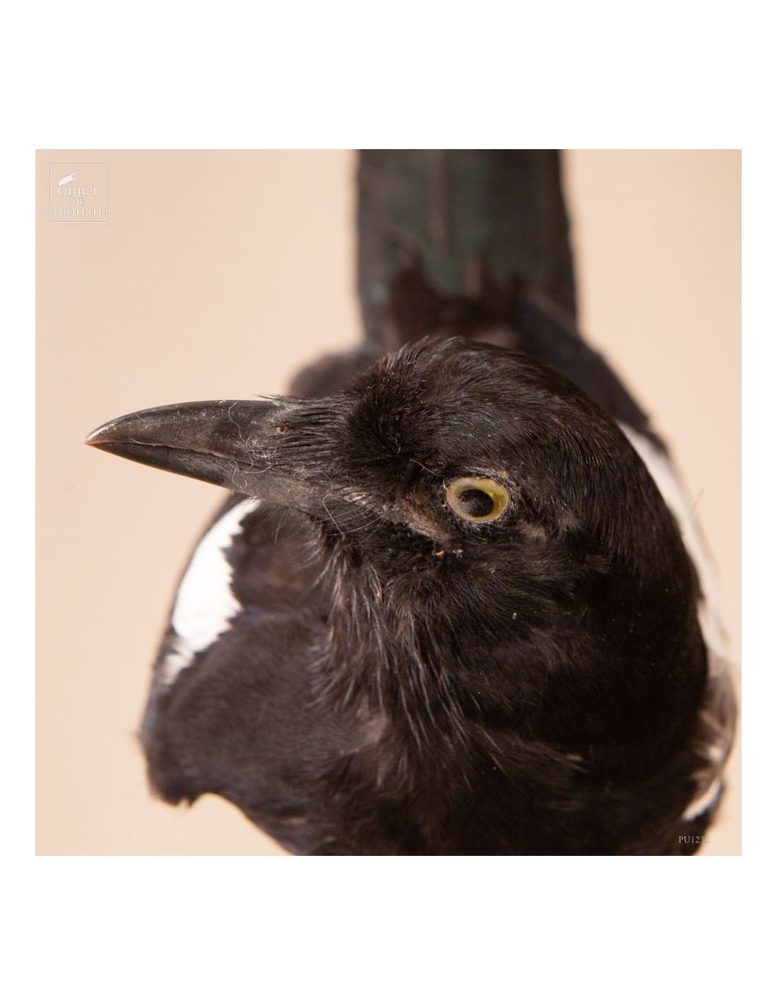 Pie bavarde  – Taxidermie Pie bavarde  – Taxidermie