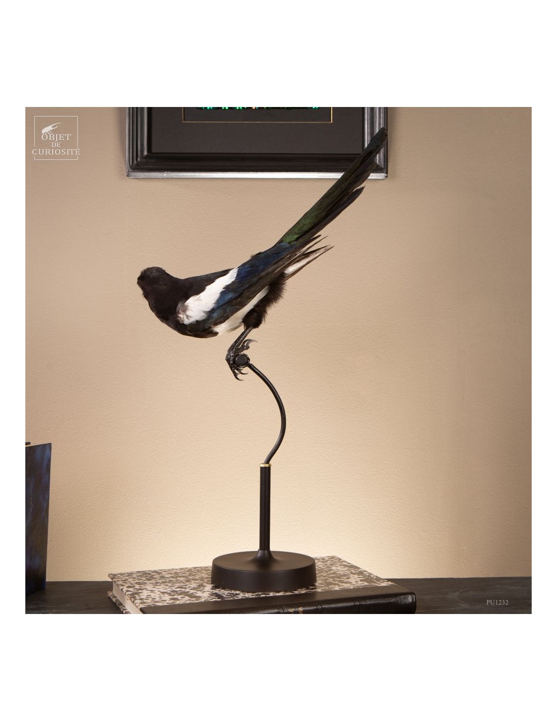 Pie bavarde  – Taxidermie Pie bavarde  – Taxidermie