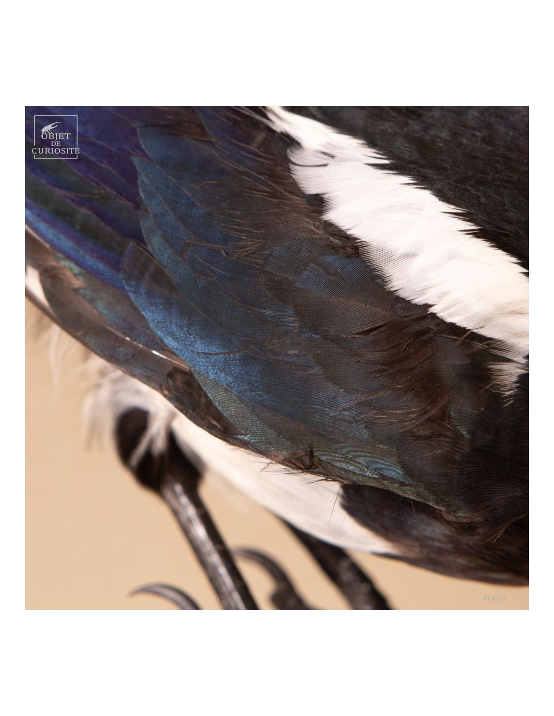 Pie bavarde  – Taxidermie Pie bavarde  – Taxidermie