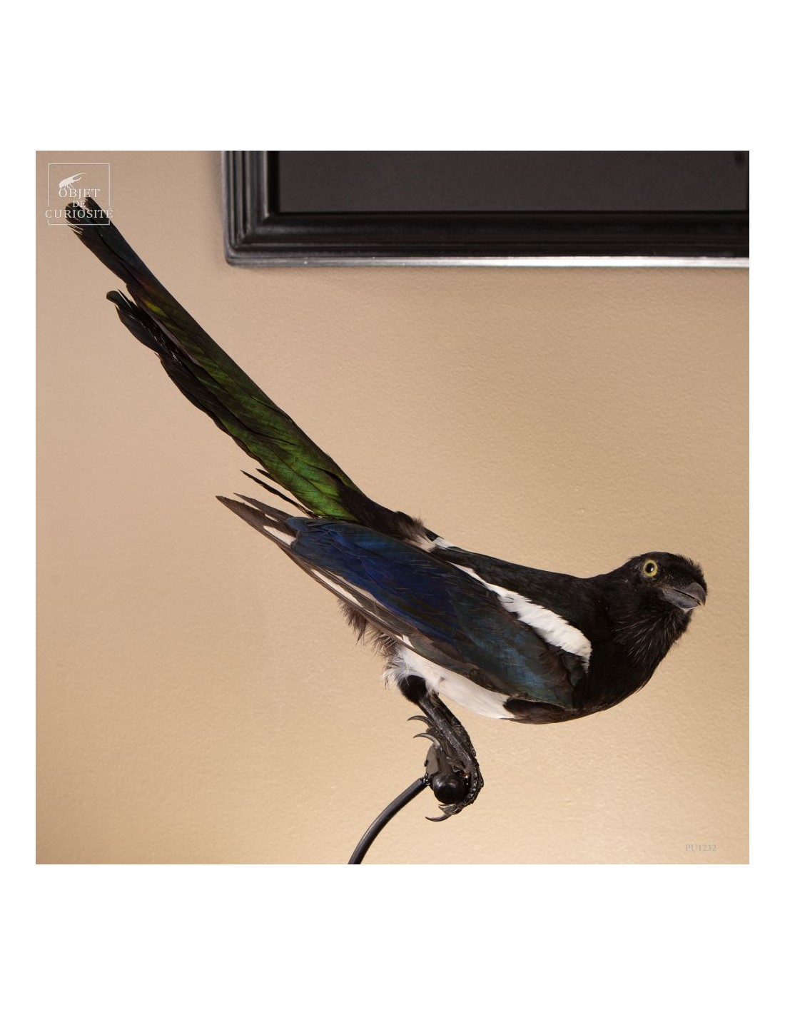 Pie bavarde  – Taxidermie Pie bavarde  – Taxidermie