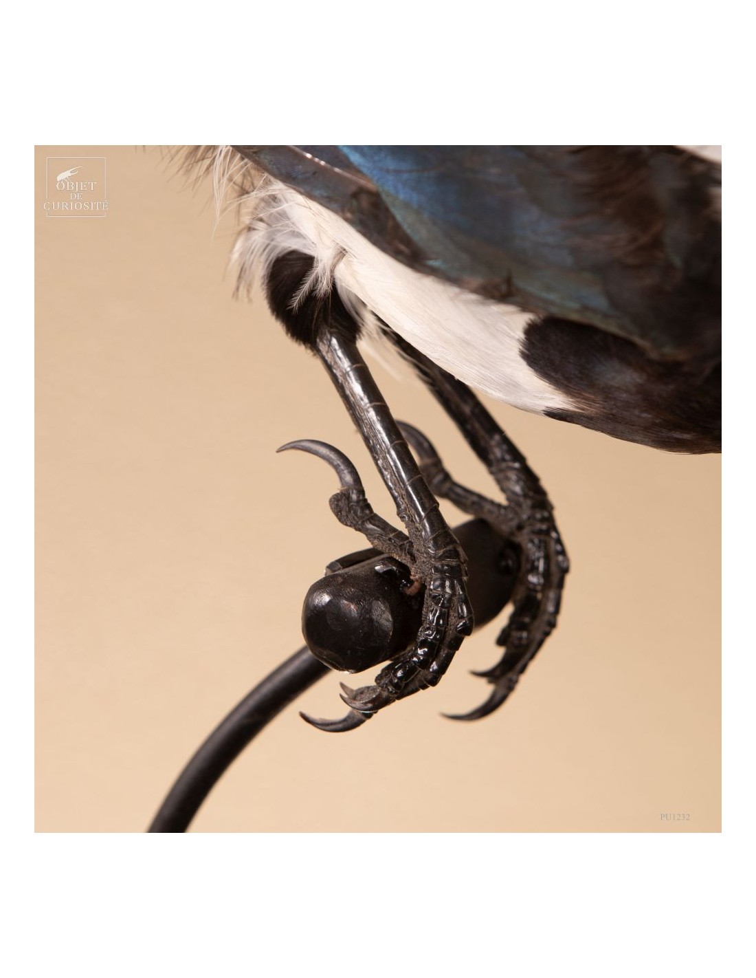 Pie bavarde  – Taxidermie Pie bavarde  – Taxidermie