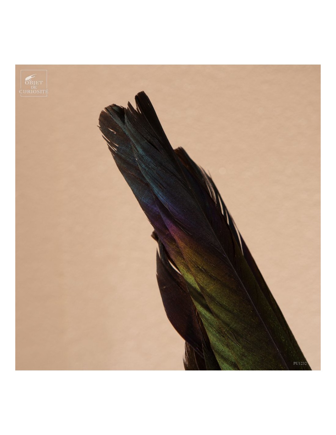 Pie bavarde  – Taxidermie Pie bavarde  – Taxidermie