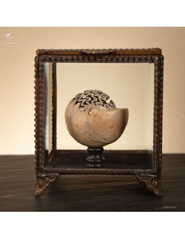 Ammonite sablée 220g – Timor