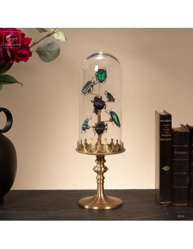 Mini entomology globe – 8 insects on...