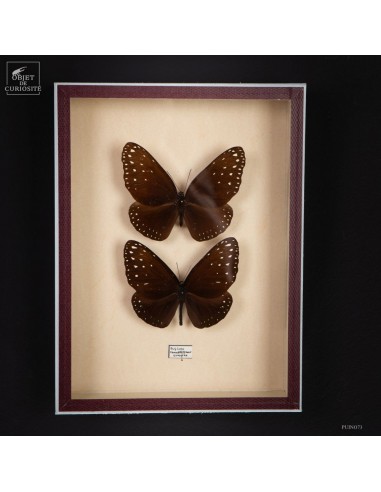 Pair of EUPLOEA butterflies in...