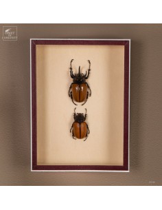 Pair of EUPATORUS beetles –...