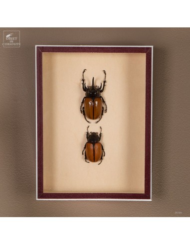 Couple de scarabées EUPATORUS dans... Couple de scarabées EUPATORUS dans...