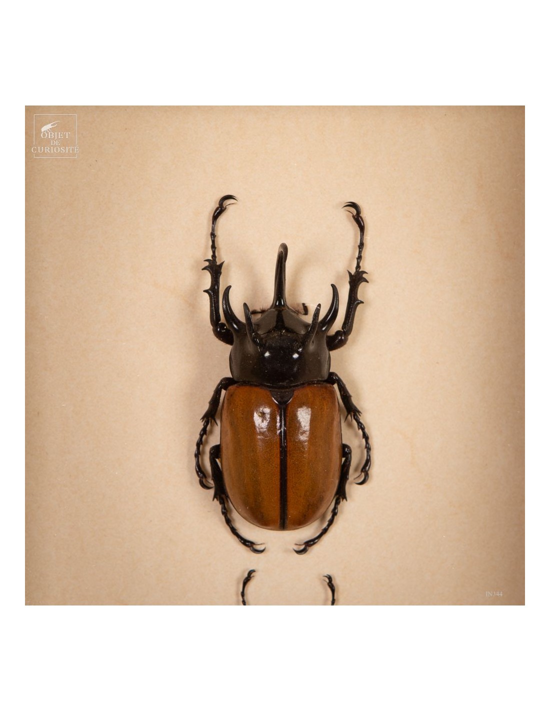 Couple de scarabées EUPATORUS dans... Couple de scarabées EUPATORUS dans...