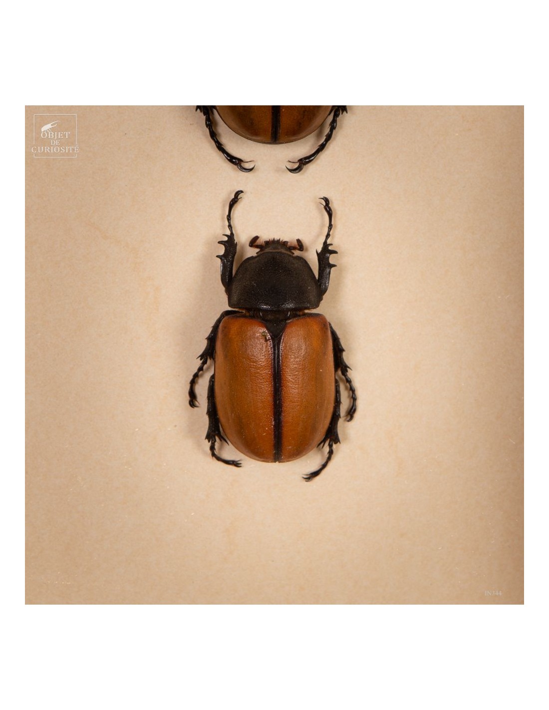 Couple de scarabées EUPATORUS dans... Couple de scarabées EUPATORUS dans...