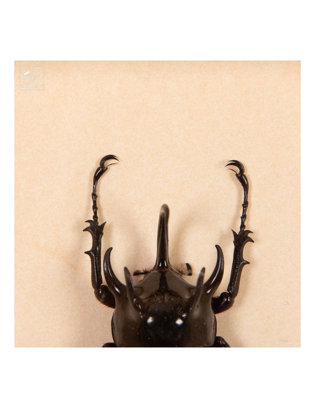 Couple de scarabées EUPATORUS dans... Couple de scarabées EUPATORUS dans...