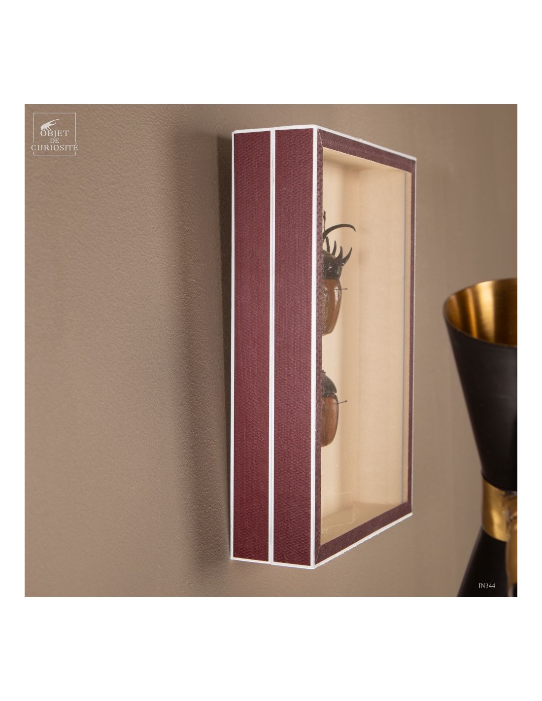 Couple de scarabées EUPATORUS dans... Couple de scarabées EUPATORUS dans...