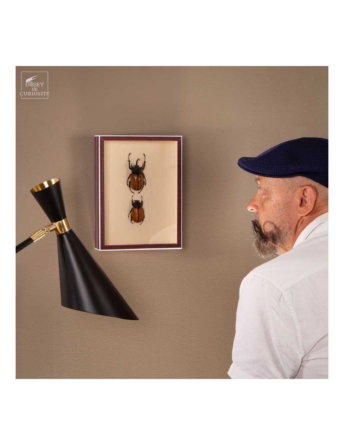 Couple de scarabées EUPATORUS dans... Couple de scarabées EUPATORUS dans...