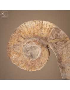 amonite fossilized 2