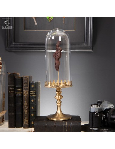 Coprolithe (reptile Madagascar) sous...