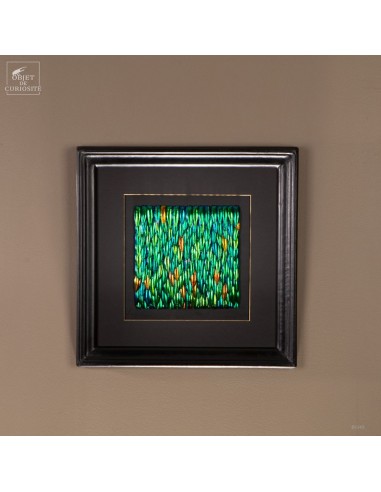 Green beetle wings in square frame