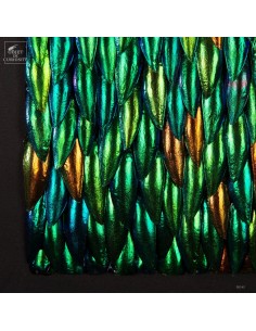 Green beetle wings in... 2