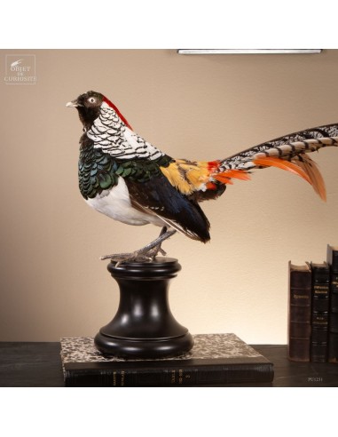 Faisan de Lady Amherst – Taxidermie