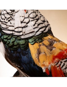 Faisan de Lady Amherst –... 2