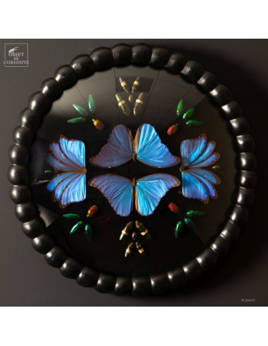 Graphic composition: MORPHO wings &...