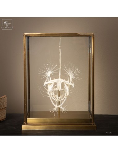 Angler fish skeleton in rectangular...