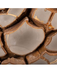 Septaria – Boom clay pits,... 2