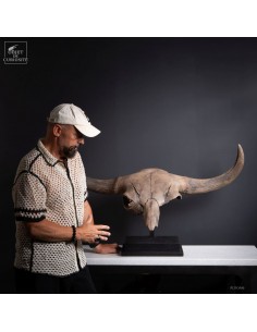 Fossil skull of BISON... 2