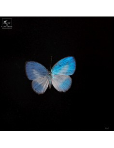 Ten Jamides euchylas... 2