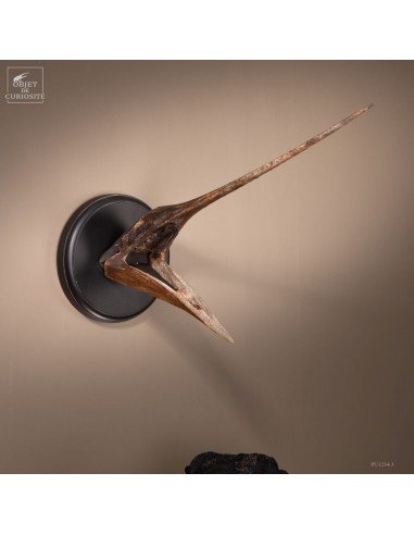 Trophy of a jaw of marlin
