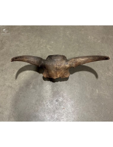 Crâne de bison PRISCUS