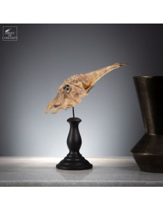 Poisson GARGARISCUS...