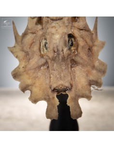 Poisson GARGARISCUS... 2