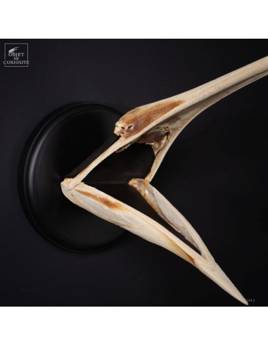 Trophy of a jaw of marlin