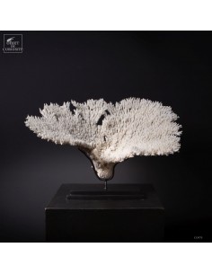 Corail blanc ACROPORA...