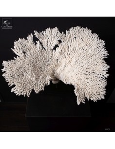 Corail blanc ACROPORA... 2