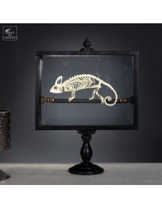 Skeleton of CHAMAELEO...