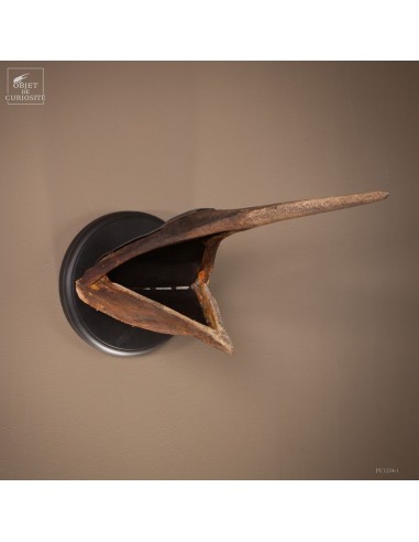Trophy of a jaw of marlin