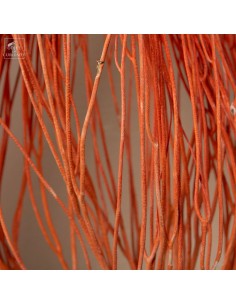 Flame Sea Fan on Black... 2