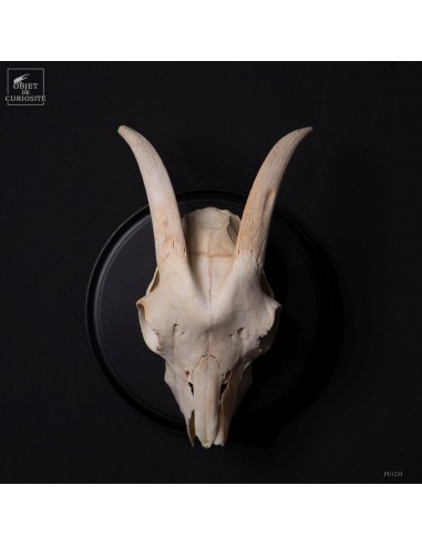 Goat Skull – Naturalized Trophy